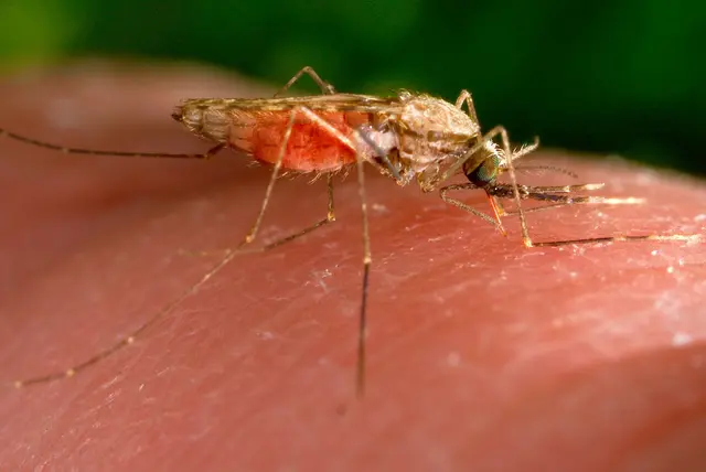 Am Dienstag hatte das Frankfurter Gesundheitsamt bekanntgegeben, dass zwei Anwohner in der Nähe des Airports an sogenannter Flughafen-Malaria erkrankten - einer davon starb an der Infektion. (Symbolbild)  | Foto: James Gathany/AP/dpa
