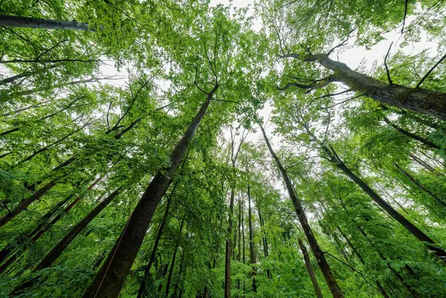 Lennebergwald bei Budenheim: Teil des bundesweit größten Anteils an Waldfläche. (Archivbild) | Foto: Jörg Halisch/dpa