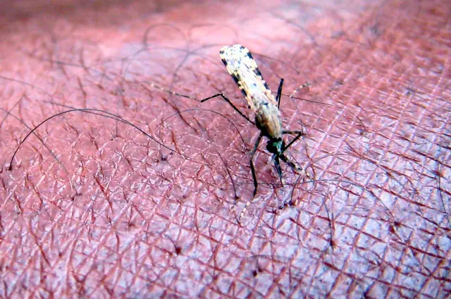 Malaria wird von Mücken der Gattung Anopheles übertragen. (Archivbild) | Foto: Stephen  Morrison/EPA FILE/dpa
