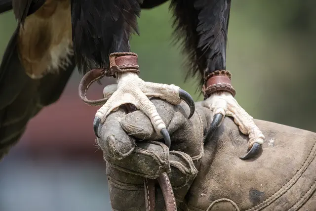 Nach der rund zehnstündigen Durchsuchung des Wildparks und Greifvogelzoos Potzberg sowie von Wohn- und Geschäftsräumen des Betreibers hat sich der Wildpark in den Sozialen Medien zu den Vorwürfen geäußert. Das Potzberg-Team weist diese entschieden zurück und kündigt an, sich dagegen zur Wehr zu setzen. (Symbolfoto) | Foto: Ken Griffiths/AdobeStock_321762316