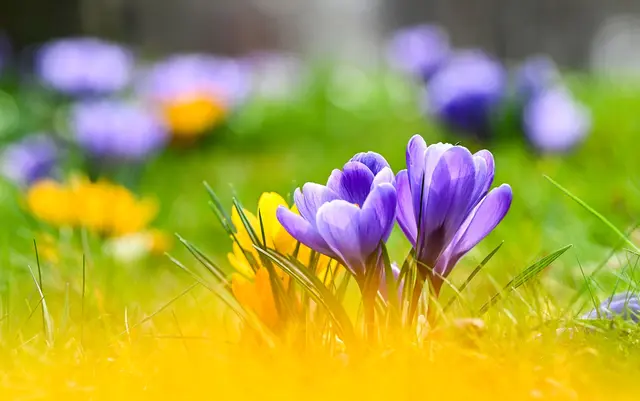 Frühlingsbote: Krokusse bringen schon früh im Jahr die ersten Farbtupfer in den Garten. | Foto: Jens Kalaene/dpa/dpa-mag