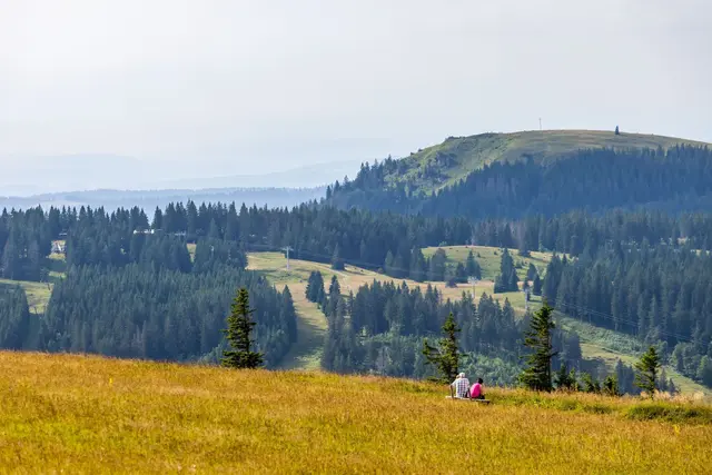 Im südlichen Schwarzwald, etwa auf dem Feldberg, lebt der seltene Badische Riesenregenwurm. (Archivbild) | Foto: Philipp von Ditfurth/dpa