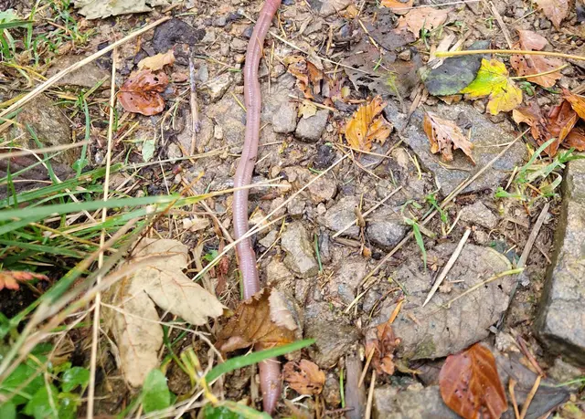 Der Badische Riesenregenwurm wird mehr als einen halben Meter lang. | Foto: Matthias Kupferschmidt/Schwarzwaldregion Belchen/dpa