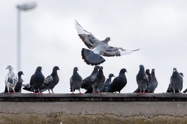 Rund 30 Menschen wollten Tauben fliegen lassen, doch dann brach der Streit aus. (Symbolbild) | Foto: Lando Hass/dpa