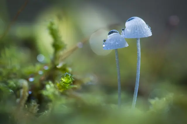 Das Haus der Nachhaltigkeit lädt zu zwei Exkursionen ein, bei denen die Teilnehmenden die Welt der Pilze kennenlernen. Das Foto zeigt Pilze im Morgentau | Foto: Landesforsten.RLP.de/J. Fieber/gratis