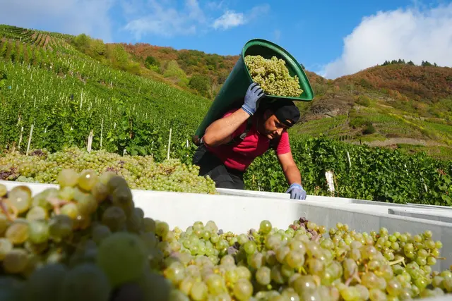 Auch am steilen Bremm läuft die Riesling-Lese. | Foto: Thomas Frey/dpa
