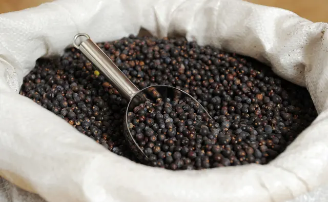 Wacholderbeeren verfeinern mit ihrem harzig-würzigen Aroma besonders deftige Gerichte. | Foto: Tobias Hase/dpa-mag