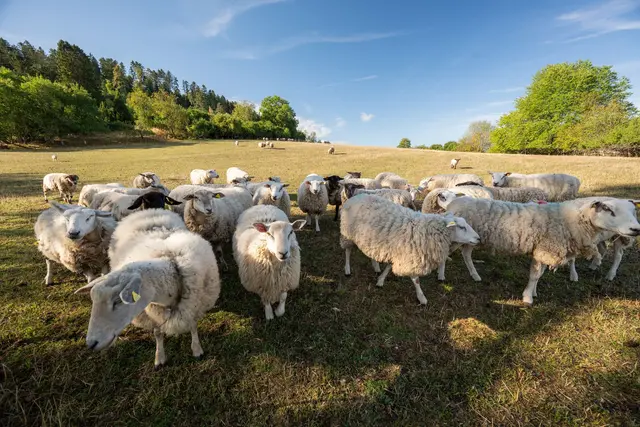 In Rangendingen gibt es mehrere Fälle von Q-Fieber. Menschen können sich etwa bei Schafen anstecken. (Symbolbild) | Foto: Silas Stein/dpa