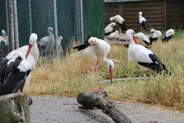 Der Storch gehört vielerorts wieder ganz selbstverständlich zum Landschaftsbild. (Archivbild) | Foto: Katja Sponholz/dpa