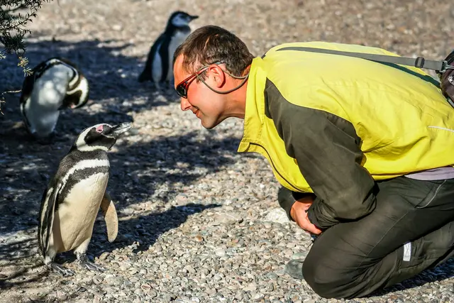 Die Tierwelt Patagoniens zeigt sich in Punta Tombo besonders eindrucksvoll – mit zahlreichen Magellanpinguinen in freier Natur. | Foto: stock.adobe.com/Pav-Pro Photography