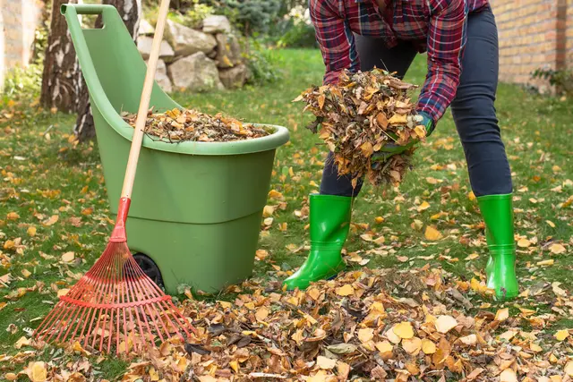 Herbstlaub sollte regelmäßig vom Rasen entfernt werden. | Foto: Miller_Eszter/stock.adobe.com