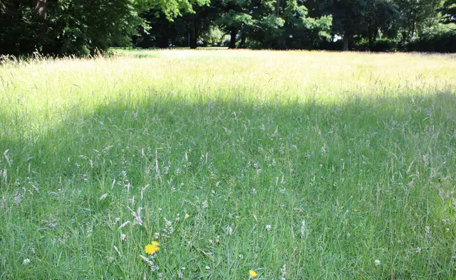 Kein ungepflegtes Grün: Die Biodiversitätsfläche bietet Pflanzen und Tieren einen wertvollen Lebensraum | Foto: Monika Klein