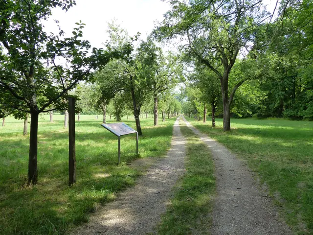 Unterwegs auf einer Streuobstwiese: Bei der Führung auf der Reißinsel geht es auch ums Probieren alter Sorten. | Foto: Stadt Mannheim