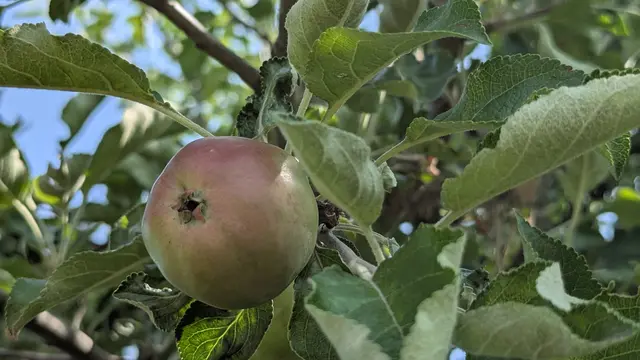 die Vielfalt der Natur im Herbst auf den Büchelberger Streuobstwiesen erleben | Foto: Heike Schwitalla