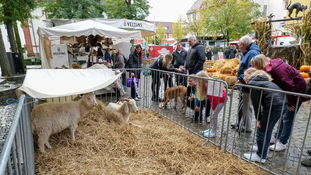 Schafe und Ziegen auf Stroh beim Ramsteiner Bauernmarkt, während Familien und Kinder die Tiere im Stadtzentrum beobachten.