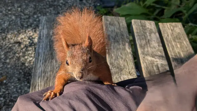 Putzig - aber nicht nur putzig: In Bellheim können Kinder alles über Eichhörnchen erfahren | Foto: Heike Schwitalla