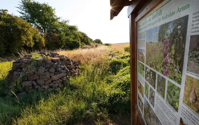 Die NVS NaturStiftung Südpfalz sichert Naturflächen dauerhaft für den Naturschutz. | Foto: NVS