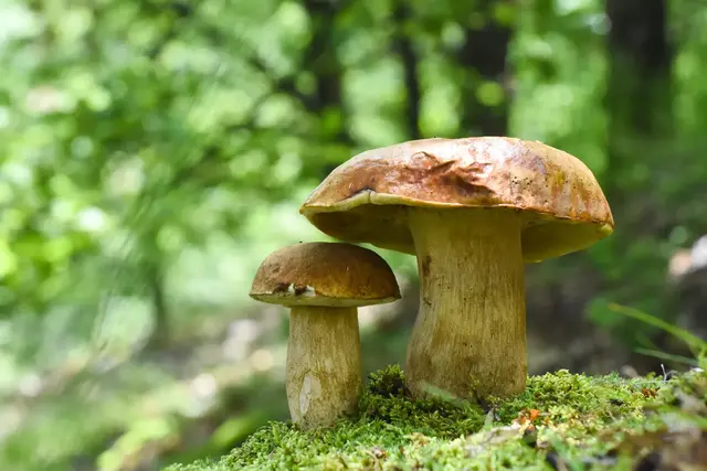 Gute Nachricht für Pilzsammler in Rheinland-Pfalz: Die untersuchten Wildpilze weisen weiterhin nur eine niedrige Belastung mit radioaktivem Cäsium-137 auf | Foto: Ivan/stock.adobe.com