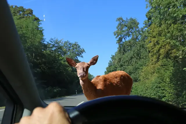 Nach einem Wildunfall auf der A61 zwischen Stromberg und Waldlaubersheim wurde die Fahrbahn in Richtung Ludwigshafen rund 40 Minuten gesperrt. Mehrere Fahrzeuge überrollten Wildschwein-Kadaver, die sich über etwa 150 Meter verteilten. | Foto: U. J. Alexander/stock.adobe.com