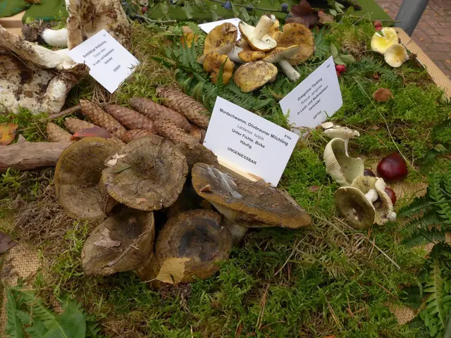 Pilze im Wald entdecken: Symbolbild | Foto: Pfalzmuseum für Naturkunde