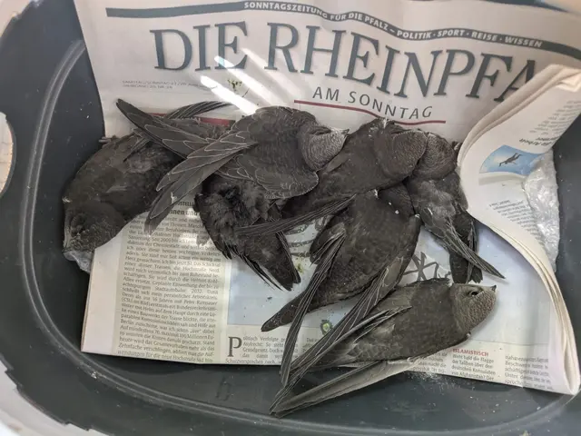 Der trocken-heiße Sommer war für Vögel extrem schwierig - unser Foto zeigt einige Mauersegler, die vor kurzem bei der ORBEA aufgepäppelt wurden. Umso wichtiger ist es, heimische Vögel gut durch die kalte Jahreszeit zu bringen. Wie das mit einfachen Mitteln gelingen kann, zeigt Klaus Eisele bei seinem Vortrag am Sonntag, 4. Oktober 2026, von 10 bis 12 Uhr an der ORBEA-Station im Maudacher Bruch. | Foto: ORBEA