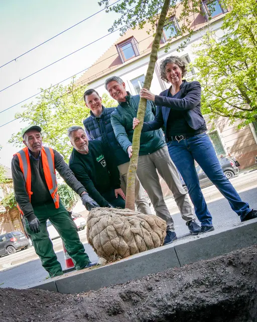 Wer in Mannheim neue Bäume unterstützen will, kann dafür ab sofort wieder spenden. | Foto: Stadt Mannheim