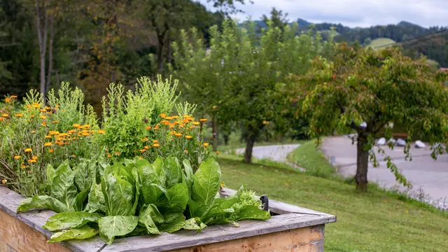 Feldsalat, Knoblauch und Winterzwiebeln nutzen die noch warme Herbsterde und sorgen für frische Ernten bis in den Winter oder einen frühen Start im Frühjahr.  | Foto: Sonja Birkelbach/stock.adobe.com