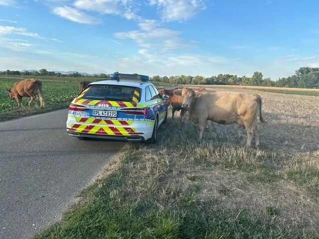 Acht freilaufende Kühe haben am Bahnhof in Steinweiler einen Polizeieinsatz ausgelöst. Der Eigentümer wurde schnell gefunden und fing die Tiere wieder ein. | Foto: Polizeidirektion Landau