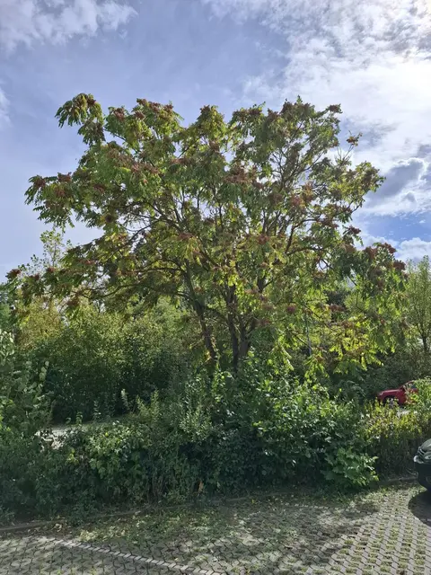 Die Stadt Frankenthal bekämpft invasive Götterbäume auf städtischen Flächen. | Foto: Stadtverwaltung Frankenthal (Pfalz)