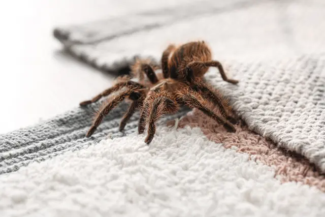Sinkende Temperaturen und offene Fenster führen dazu, dass Hauswinkelspinnen, Zitterspinnen und Co. häufiger in Wohnungen auftauchen. | Foto: Pixel-Shot/stock.adobe.com