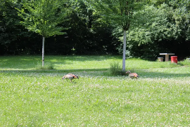 Haben sich ebenfalls am Schwanenweiher angesiedelt: Nilgänse | Foto: Monika Klein