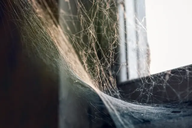 Um Spinnen aus dem Haus zu vertreiben, kann die regelmäßige Entfernung von Spinnennetzen lohnenswert sein. | Foto: Leilani/stock.adobe.com