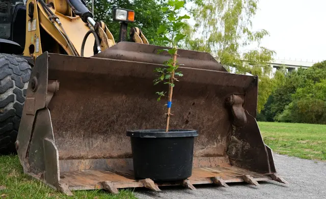 Wenn Hitze die Stadt belastet, sucht Pirmasens nach Lösungen für mehr Schatten und Abkühlung. | Foto: Stadt Pirmasens