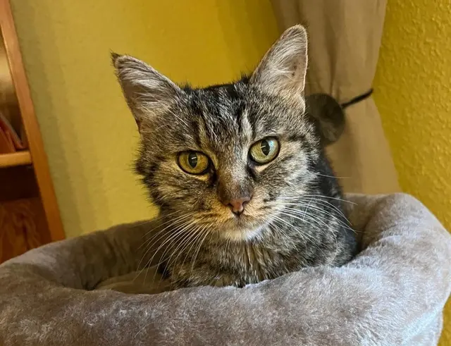 Bei der Tiersegnung in der Martinskirche in Kaiserslautern stehen auch Katzen im Mittelpunkt: Die Pfarrei Hl. Martin lädt Tiere und ihre Menschen zum gemeinsamen Segen ein  | Foto: Monika Klein