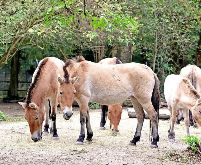 Familien und Spaziergänger nutzen den Tierpark Oberwald deutlich häufiger als bisher angenommen. | Foto: Timo Deible/Zoo Karlsruhe