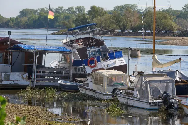 Zu wenig Wasser: Bei Oestrich-Winkel im hessischen Rheingau liegen Sportboote auf dem Grund des Rheins.  | Foto: Thomas Frey/dpa