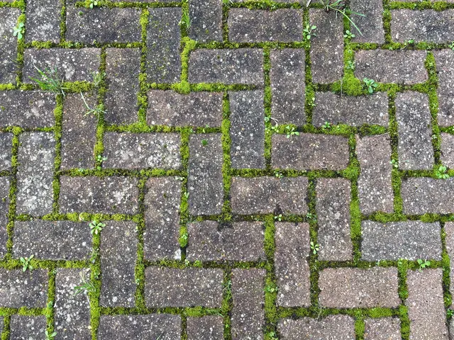 Moos zwischen und auf Pflastersteinen sieht nicht nur ärgerlich aus. Zum Glück kann man ihn einfach entfernen. | Foto: Chris Lawrence/stock.adobe.com