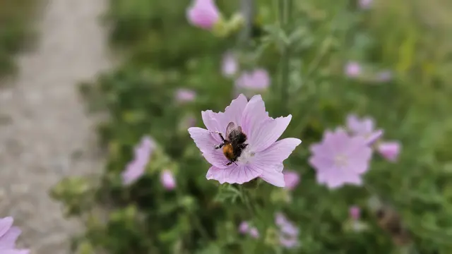 Blühende Aussichten auf die Landesgartenschau 2028. | Foto: Eva Bender