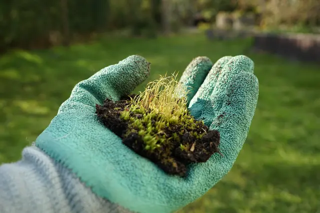 Vertikutieren entfernt Moos und Rasenfilz aus der Grasnarbe – anschließend helfen Nachsaat und Herbstdünger, die Fläche wieder zu verdichten. | Foto: keBu.Medien/stock.adobe.com