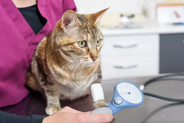 Chronische Nierenerkrankung bei Katzen: Symptome, Diagnose und Behandlung. | Foto: Bundesverband für Tiergesundheit e.V., Foto: herraez