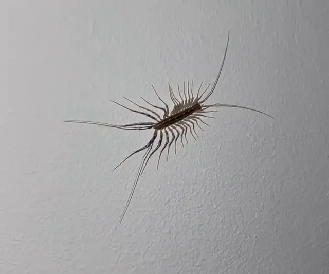 Spinnenläufer wirken mit ihren langen Beinen zwar furchteinflößend, sind in der Wohnung aber meist harmlose Schädlingsjäger. | Foto: Laura Lüttmann