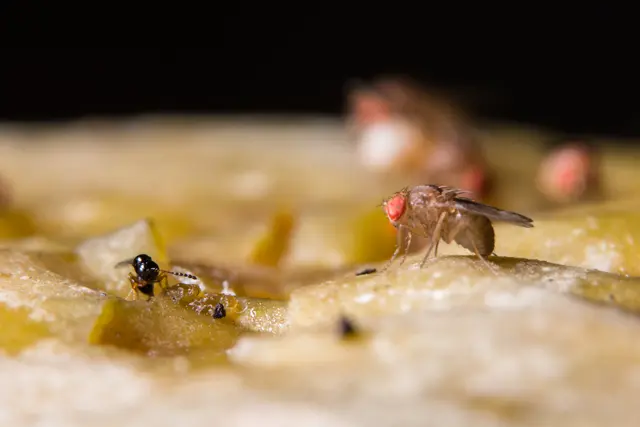 Fruchtfliegen lassen sich im Herbst mit einfachen Hausmitteln und gründlicher Küchenhygiene eindämmen. Eine einzige Obstfliege kann im Laufe ihres Lebens bis zu 400 Eier ablegen. | Foto: AK ST/stock.adobe.com