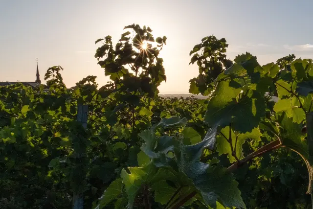 Die Woche startet mit Sonne und milden Temperaturen. (Archivbild) | Foto: Georg Moritz/dpa