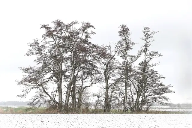 Bild 23: Winterlandschaft in der Vorderpfalz
Diese Baumgruppe steht am Schwabenbach zwischen Fußgönheim und Gönnheim und wurde nach einem kräftigen Schneesturm aus Süden seitlich schön gezuckert | Foto: Torsten Kerbeck