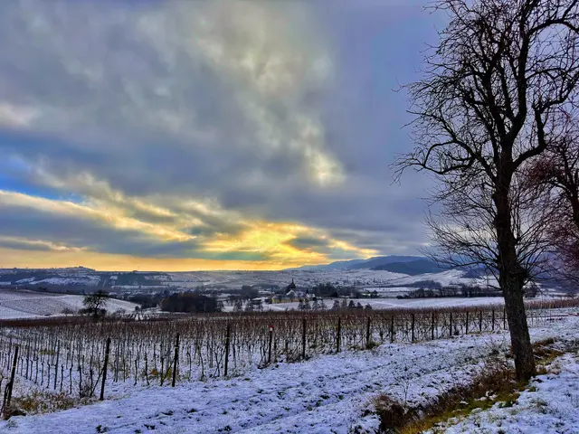Bild 13: Blick aus Frankweiler über Siebeldingen | Foto: Ronnie Hammer