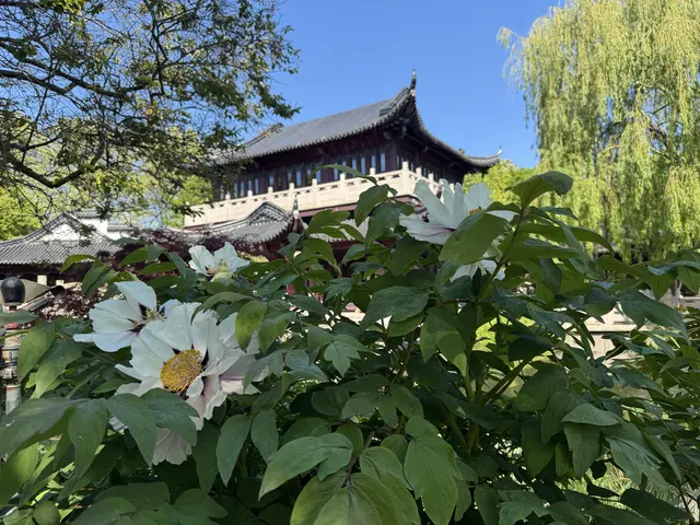 Bild 15: Japanisches Teehaus im Luisenpark in Mannheim mit blühenden Pfingstrosen im April 2026 | Foto: Anita Diepold