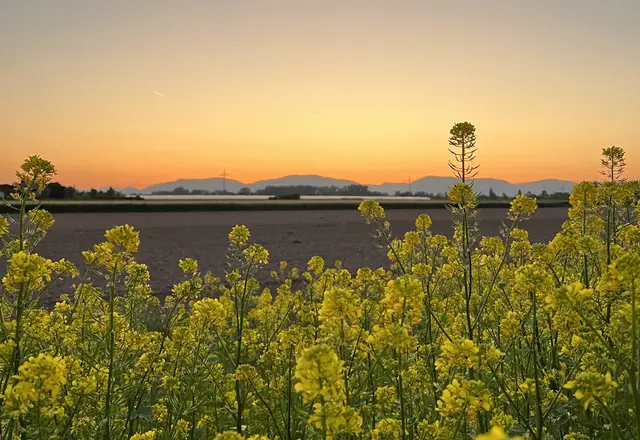 Bild 10: Sonnenuntergang, Offenbach Queich | Foto: Tanja Hoffmann-Medardt