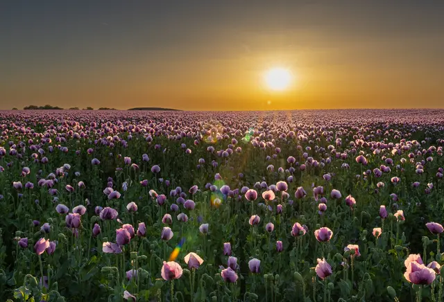 Bild 16: Mohnfeld bei Sonnenuntergang. Das Feld ist in der Nähe von Biedesheim. Ein toller Moment mit gefühlt 1.Mio. Mohnblumen. | Foto: Christian Ringelspacher
