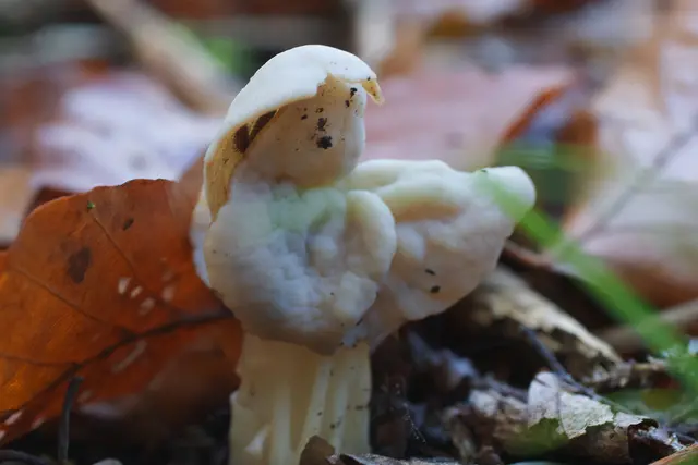 Bild 3: Helvella Crispa in Mudau | Foto: Christian Breunig