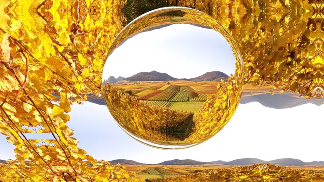 Bild 13: Herbstfarben in der Südpfalz
Die goldenen Herbstfarben spiegeln sich wider beim Blick von der Kleinen Kalmit bei Ilbesheim | Foto: Torsten Kerbeck